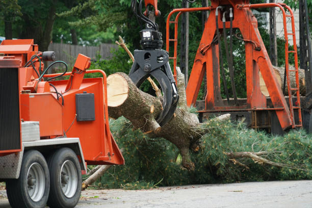 Reliable Chepachet, RI Tree Services Solutions